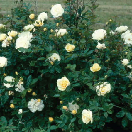 White Bush, Rose Seeds image number null