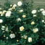 White Bush, Rose Seeds - Packet thumbnail number null