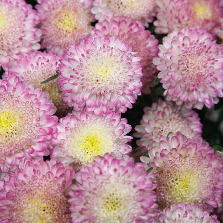 Bonita Top Pink, Aster Seeds - Packet image number null