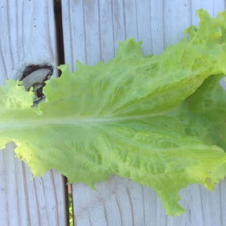 Seafresh, Lettuce Seeds image number null