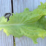 Seafresh, Lettuce Seeds - Packet thumbnail number null