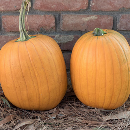 Harvest King, Pumpkin Seeds - Packet image number null