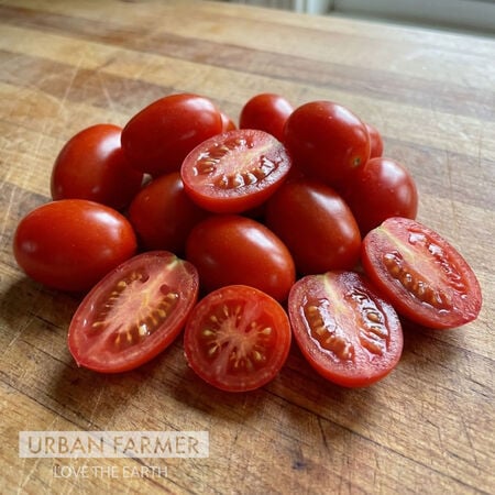 Fantastico, (F1) Tomato Seeds - Packet image number null