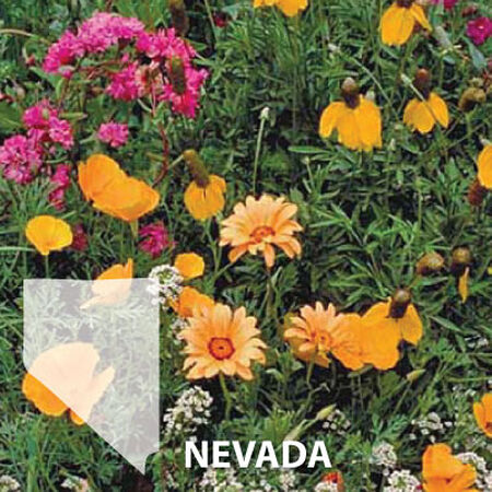 Nevada Blend, Wildflower Seed - 1 Ounce image number null