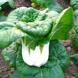 Asian Delight, (F1) Pak Choi Cabbage