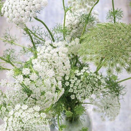 White Dill, Ammi - Packet image number null