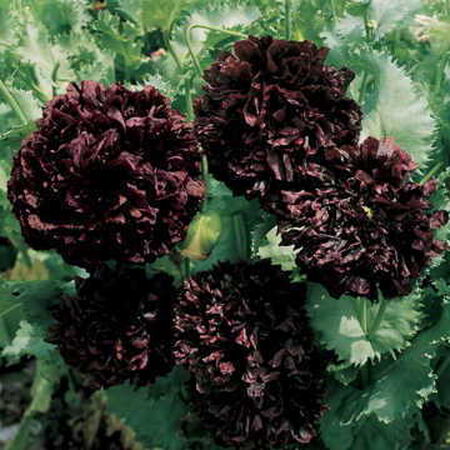 Park's Black Peony, Poppy Seeds - Packet image number null