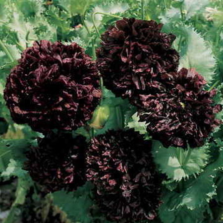 Black Peony Seeds