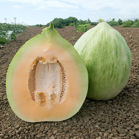 White Crenshaw, Melon Seeds - Packet image number null