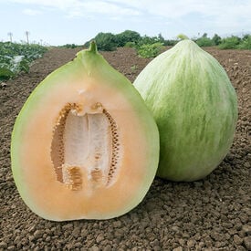 White Crenshaw, Melon Seeds