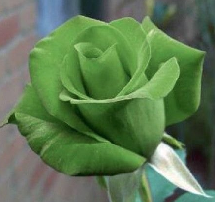 Taken by my Gay Rose Bush by Flint Ramrod Taken by my Gay Rose Bush by Flint Ramrod