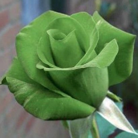 Green Bush, Rose Seeds