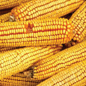 Reid's Yellow Dent, Corn Seed | Urban Farmer