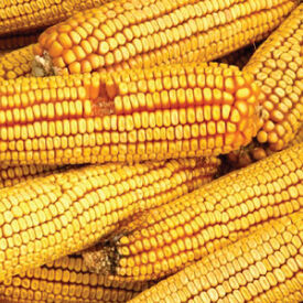 Reid's Yellow Dent, Corn Seed