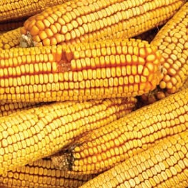 Reid's Yellow Dent, Corn Seed
