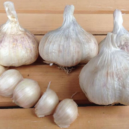 Amish Rocambole, Garlic | Urban Farmer