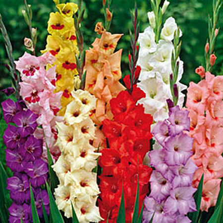 Color Mix, Edible Flowers image number null