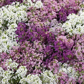 Wonderland, Alyssum