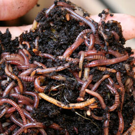 Red Wiggler Worms, Composting