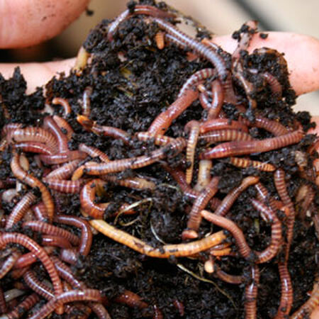 Red Wiggler Worms, Composting image number null