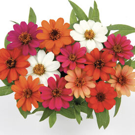 Five Color Mix Profusion, Zinnia Seeds