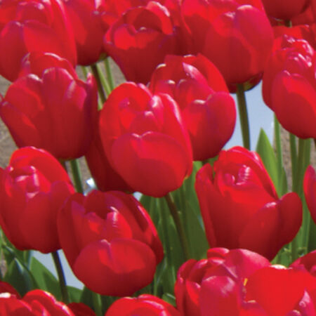 Apeldoorn, Tulip Bulbs - 50 Bulbs image number null