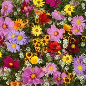 Annuals for Sun, Wildflower Seed