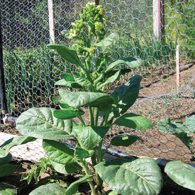 Mohawk, Tobacco Seed