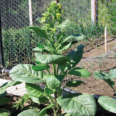Mohawk, Tobacco Seed - 1/4 Gram image number null