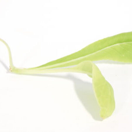 Tendergreen Mustard, Microgreen Seeds - 1/4 Pound image number null