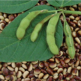 Agate, Bean Seeds