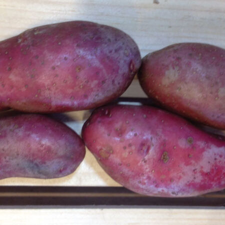 French Fingerling, Seed Potatoes - 2 Pounds image number null