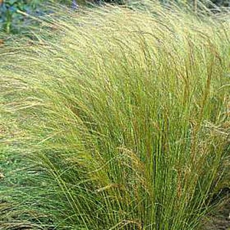 Stipa Pony Tails, Ornamental Grass Seeds - Packet image number null
