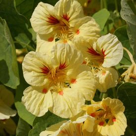 Peach Melba, Nasturtium Seeds