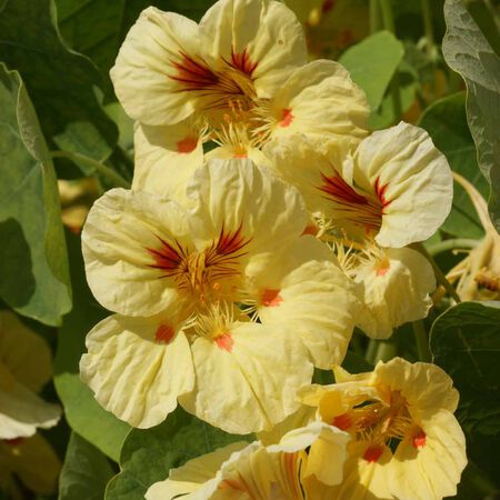 Peach Melba, Nasturtium Seeds - Packet image number null