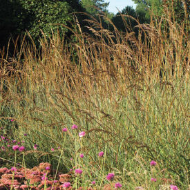 Indian Steel, Sorghastrum