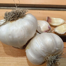 Nootka Rose, Garlic