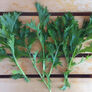 Mizuna Green Mustard Seed, Greens - Packet thumbnail number null