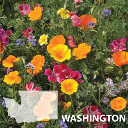 Washington Blend, Wildflower Seed - 1 Ounce image number null