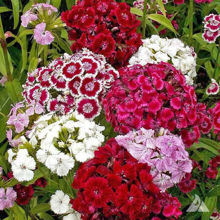Sweet William Pinks, Dianthus - Packet image number null