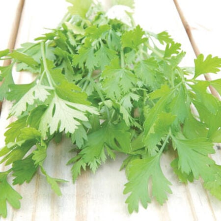 Italian Plain Leaf, Parsley Seeds - Packet image number null