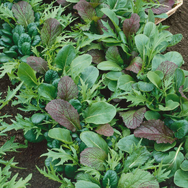 Braising Mix Blend, Lettuce Seeds