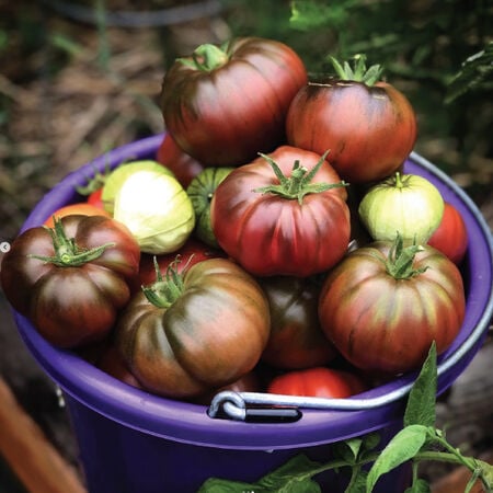 Black Krim, Tomato Seeds image number null