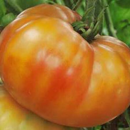 Big Rainbow, Tomato Seeds - Packet image number null