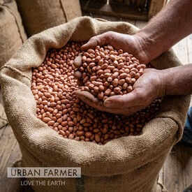 Spanish, Peanut Seeds