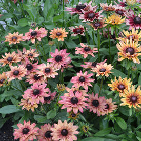 Sahara, Rudbeckia Seeds