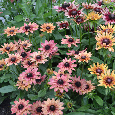 Sahara, Rudbeckia Seeds - 50 Seeds image number null