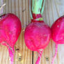 Crimson, Radish Seeds - Packet thumbnail number null