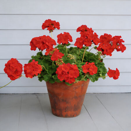 Scarlet Maverick, Geranium Seeds | Urban Farmer