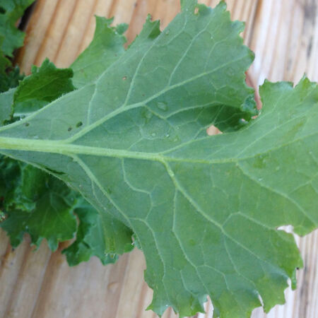 Dwarf Siberian, Kale Seed - Packet image number null